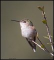 _4SB9306 female rufous hummingbird
